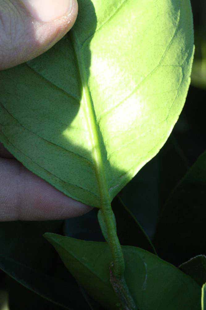              Petiole (Riverside, CA)       